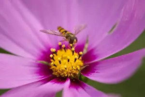 Coneflower Prints: Hoverfly -Syrphidae- perched on the flower of a Purple Coneflower -Echinacea spp