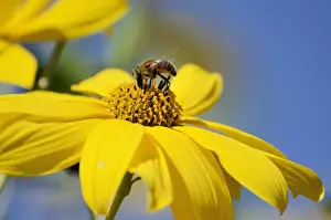 Hoverfly -Syrphidae- on a yellow flower of the Jerusalem Artichoke, Sunchoke or Topinambour -Helianthus tuberosus-
