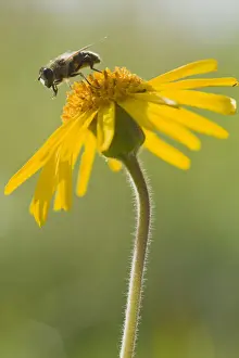 Herbs Prints: Hoverfly on Wolfs bane, Mountain arnica (Arnica montana)