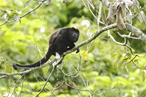 Howler monkey