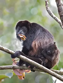 Howler monkey and baby - Costa Rica