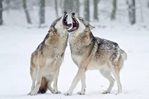 Two howling wolves -Canis lupus- in the snow, Tierpark Sababurg, Hofgeismar, Hesse, Germany