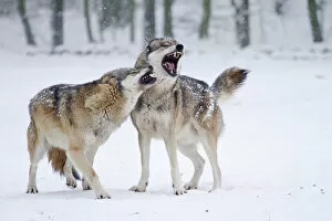 Howling Wolves -Canis lupus- in the snow, Hesse, Germany