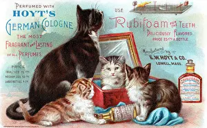 Kittens Prints: Hoyt's Cats