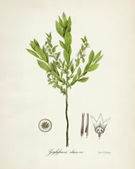 Herbal Medicine Gallery: Huckleberry botanical engraving 1843