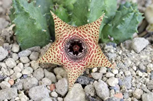 Succulent Plant Gallery: Huernia (Huernia piersii) ES3627