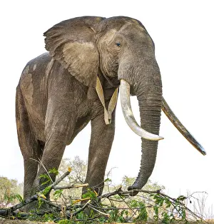 Huge African Elephant from Below at Mana Pools National Park, Zimbabwe