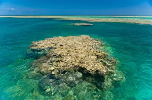 Queensland Prints: Huge coral, Great Barrier Reef, UNESCO World Heritage Site, Queensland, Australia
