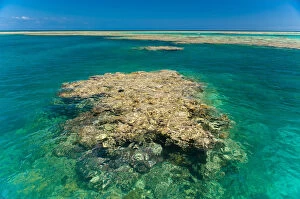 Huge coral, Great Barrier Reef, UNESCO World Heritage Site, Queensland, Australia