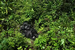 Great Ape Prints: A huge silverback mountain gorilla (Gorilla beringei beringei) relaxing with a family member in Volcanoes National Park
