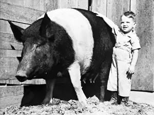 Exhibit Prints: Huge Striped Sow Next to Small Boy