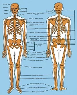 Blue Background Gallery: Human anatomy