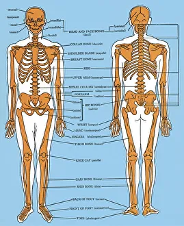 Images Dated 11th November 2010: Human anatomy