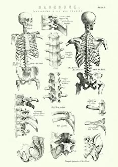 Biology Gallery: Human Anatomy - Backbone including Ribs and Pelvis