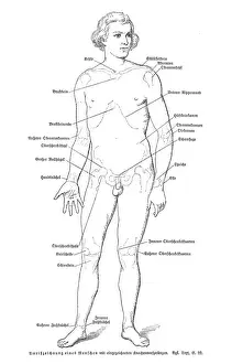 Human anatomy engraving 1857