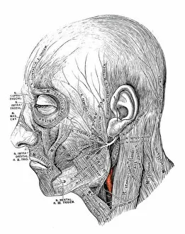 Images Dated 13th May 2016: Human anatomy scientific illustrations: Facial nerve