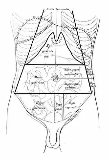 Images Dated 10th May 2016: Human anatomy scientific illustrations: Abdomen map