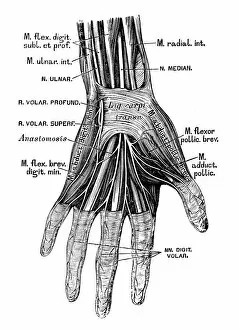 Images Dated 13th May 2016: Human anatomy scientific illustrations: hand nerves