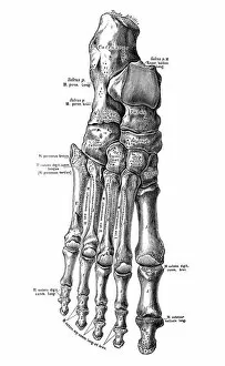 Images Dated 6th May 2016: Human anatomy scientific illustrations: foot bones