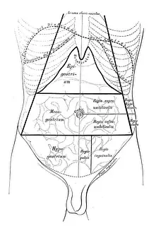 Stomach Prints: Human anatomy scientific illustrations: Abdomen map