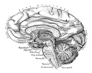 Healthcare And Medicine Prints: Human anatomy scientific illustrations: Brain side view