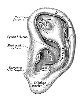 Cross Section Prints: Human anatomy scientific illustrations: Ear and Auditory system