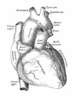 Human anatomy scientific illustrations: heart, veins and arteries