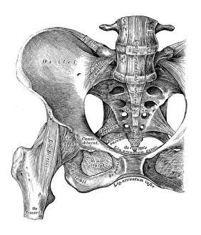 Ligament Prints: Human anatomy scientific illustrations: hip bone ligaments and joint