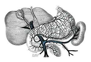Stomach Prints: Human anatomy scientific illustrations: Portal venous system