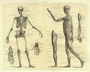 Images Dated 1st September 2016: Human Anatomy Skeleton and muscles of the body