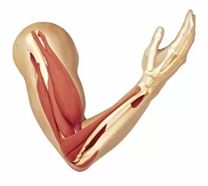 Images Dated 30th November 2006: Human arm showing structure of muscles, triceps relaxed and stretched