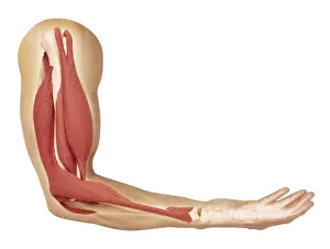 Picking Up Prints: Human arm showing structure of muscles, biceps contracted to bend arm