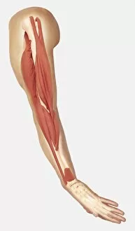 Human arm showing structure of muscles, triceps contracted to straighten arm