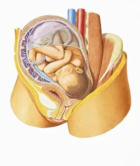 Human baby in womb, internal cross-section