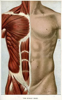 Images Dated 5th May 2013: The Human Body