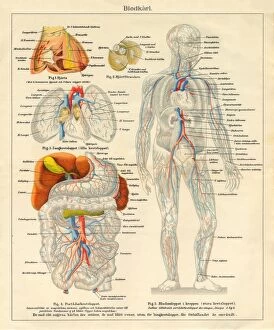 Images Dated 4th March 2016: Human Body Nervous and Blood flow System Diagram Engraving