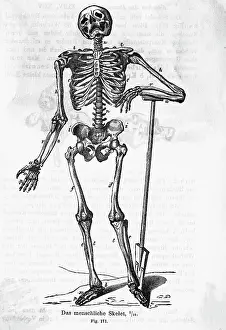 Anatomist Prints: Human Body Skeleton