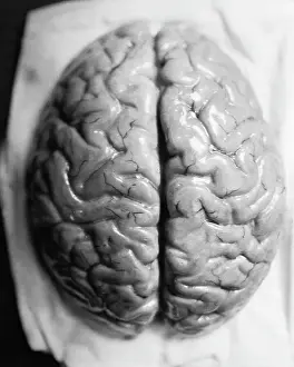 Thinking Prints: The Human Brain