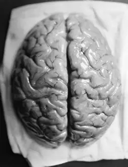 Thinking Prints: The Human Brain
