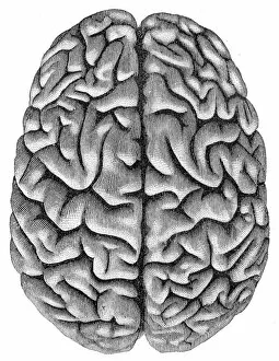 Images Dated 3rd May 2017: Human brain anatomy engraving 1857