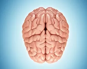 Images Dated 1st December 2018: Human brain, illustration