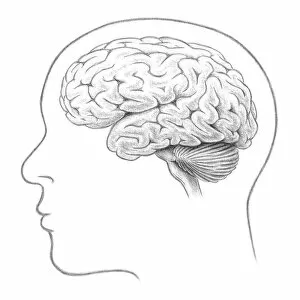 Human Brain, Lateral View