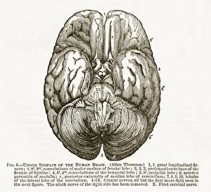 Human Brain Showing the Under Surface Engraved Illustration, Circa 1880