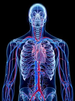 Images Dated 5th September 2016: Human cardiovascular system