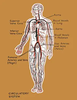 Blood Flow Prints: Human Circulatory System
