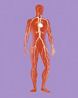 Organ Prints: Human Circulatory System