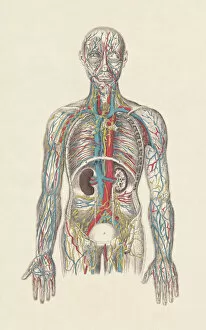 Human Representation Gallery: Human circulatory system, hand-coloured engraving, published in 1861