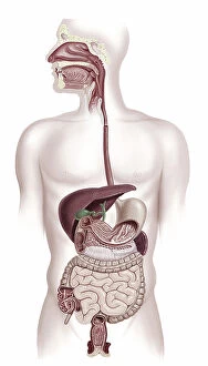 Images Dated 1st August 2017: Human digestive system, illustration