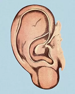 Blue Background Gallery: Human Ear