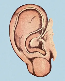 Blue Background Gallery: Human Ear